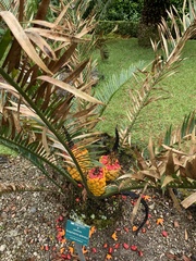 Encephalartos aplanatus