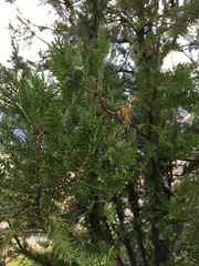 Platycladus orientalis