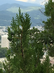 Platycladus orientalis