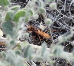 Cryptocheilus octomaculatus