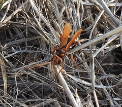 Cryptocheilus octomaculatus