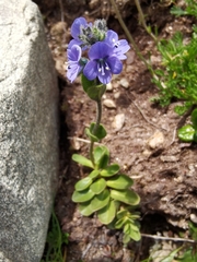 Veronica bellidioides