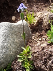 Veronica bellidioides