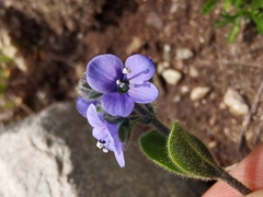 Veronica bellidioides