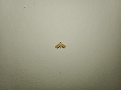 Nymphicula trimacula