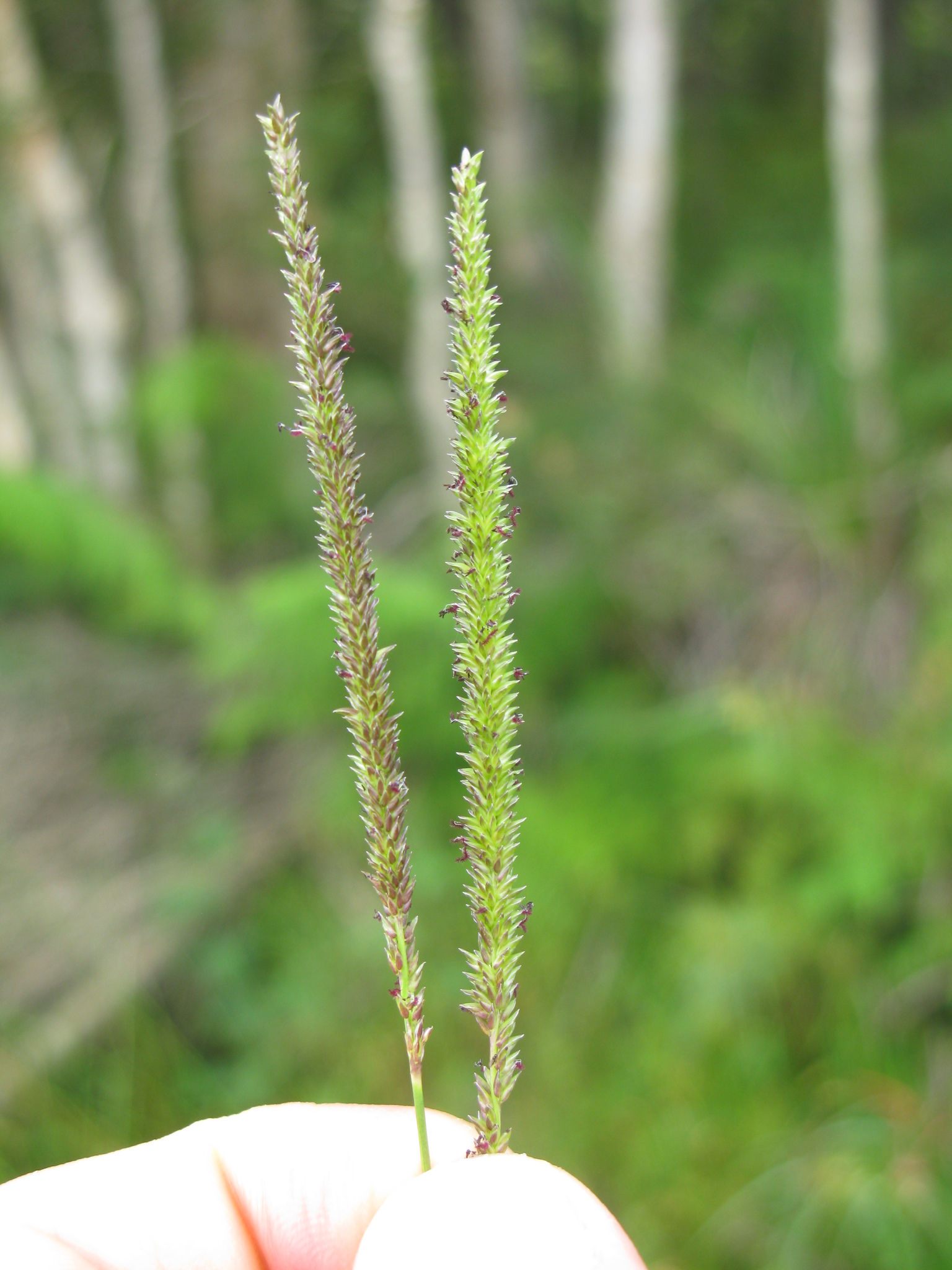 Sacciolepis