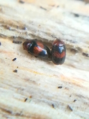 Clypastraea pulchella