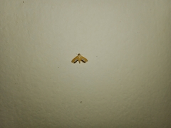 Nymphicula trimacula