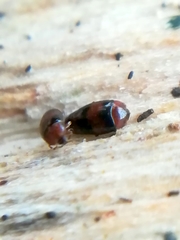 Clypastraea pulchella