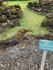 Encephalartos caffer