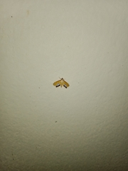 Nymphicula trimacula