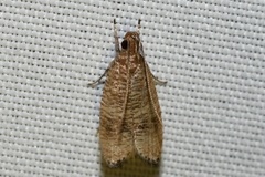 Psilocorsis cryptolechiella