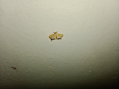 Nymphicula trimacula