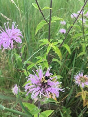 Bombus griseocollis