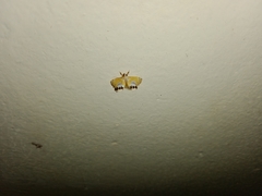 Nymphicula trimacula