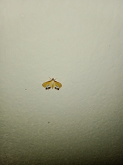 Nymphicula trimacula