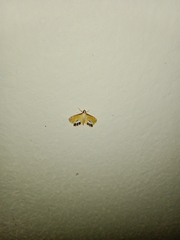 Nymphicula trimacula