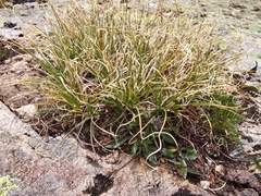 Carex curvula