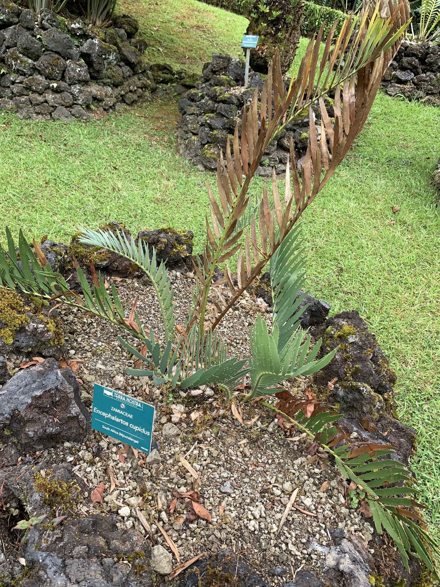 Encephalartos cupidus
