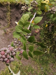 Rubus niveus