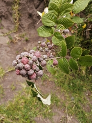 Rubus niveus