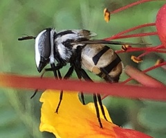 Copestylum fornax