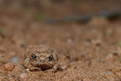 Breviceps namaquensis