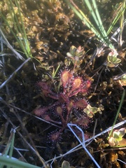 Drosera