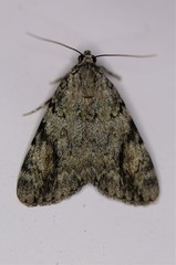 Catocala amica