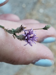 Lessingia leptoclada