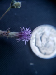 Lessingia leptoclada