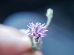 Lessingia leptoclada