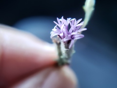 Lessingia leptoclada