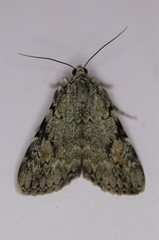 Catocala amica