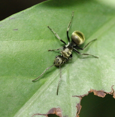 Polyrhachis vigilans