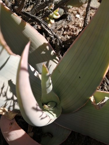 Aloe striata