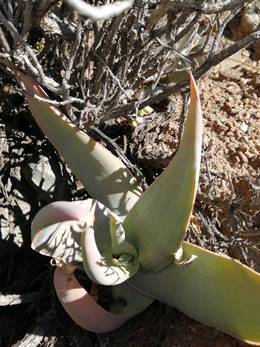 Aloe striata