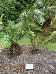 Encephalartos natalensis