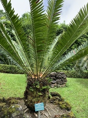 Encephalartos lebomboensis