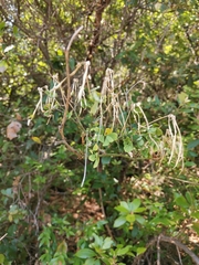 Hippocrepis emerus emeroides