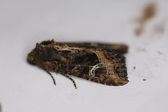 Helotropha reniformis