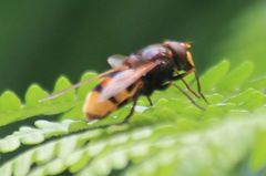 Volucella zonaria