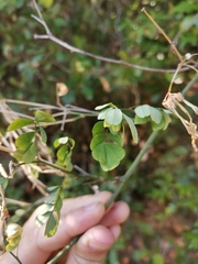 Hippocrepis emerus emeroides