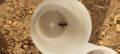 Ronisia brutia