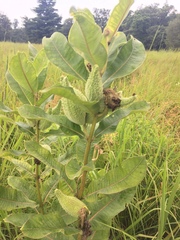 Asclepias syriaca