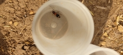 Ronisia brutia