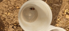 Ronisia brutia