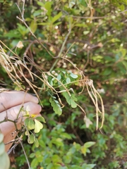 Hippocrepis emerus emeroides