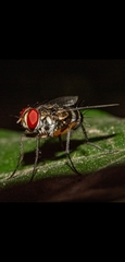 Diptera