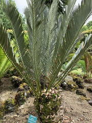 Encephalartos lehmannii